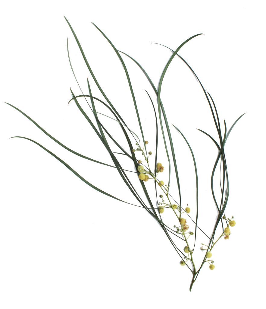 883x1024 Shoestring Acacia Califia Ecodesign