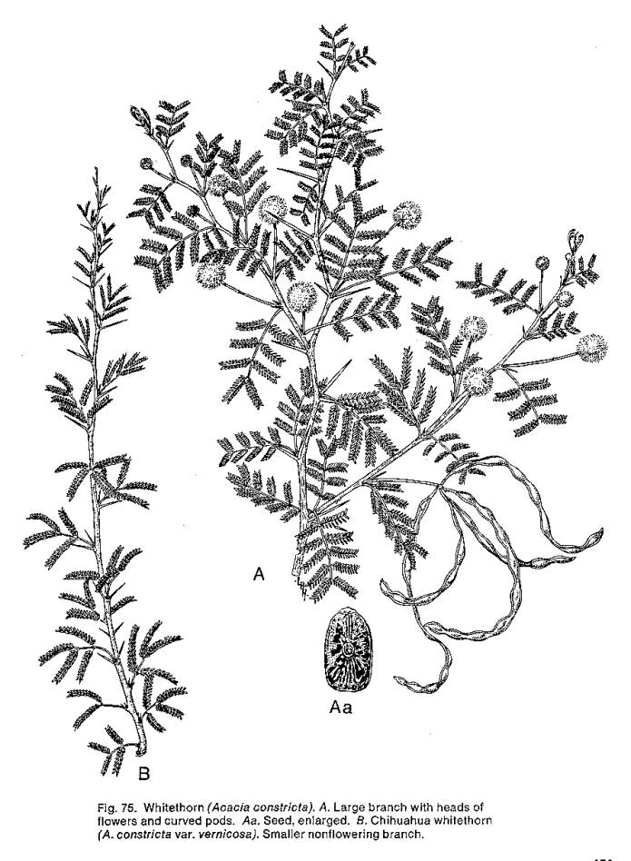 695x948 Whitethorn Acacia Line Drawing