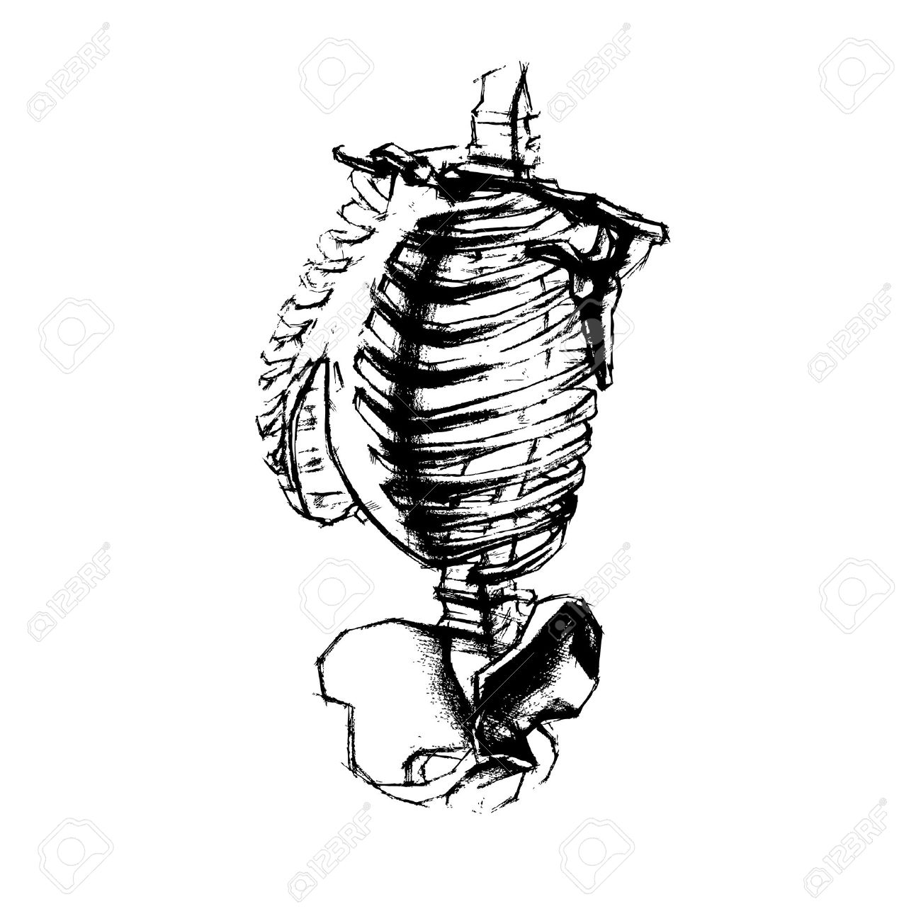 1300x1300 Illustration Of Academic Drawing Human Torso. Vector Royalty Free