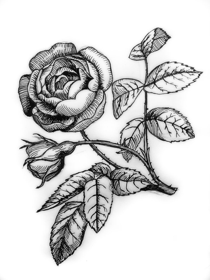 800x1067 Ink Rose By Hydrocyanic Acid