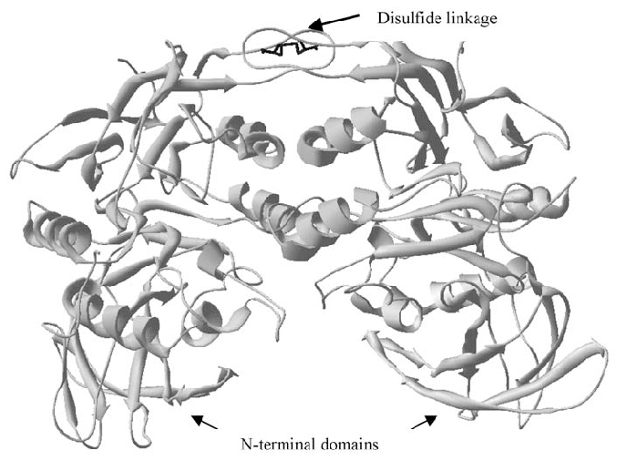 677x506 Structure Of Purple Acid Phosphatase From Red Kidney Bean (Kbap).
