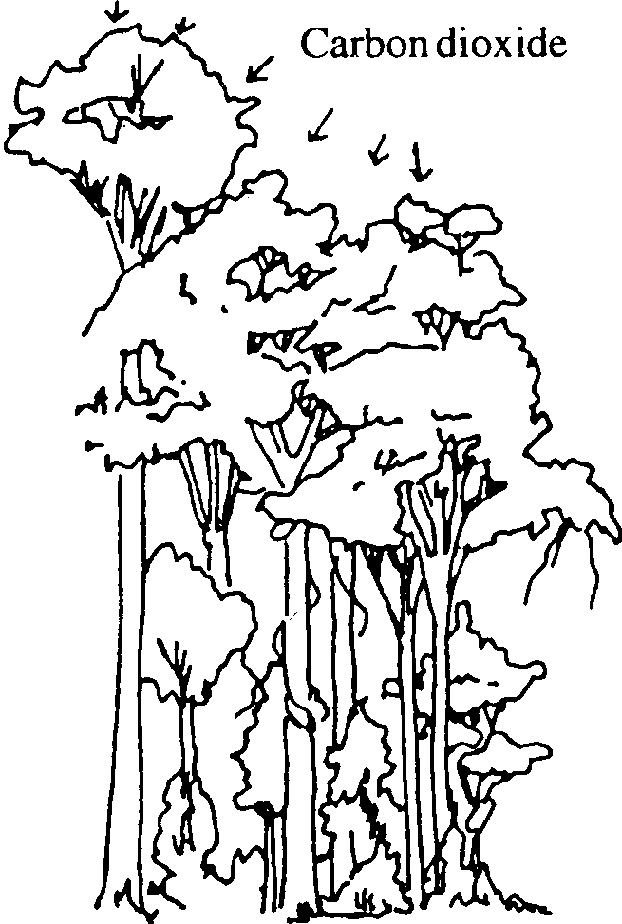 622x924 Global Warming And Acid Rain