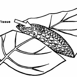 250x250 Lab Project Acid Rain Pearltrees