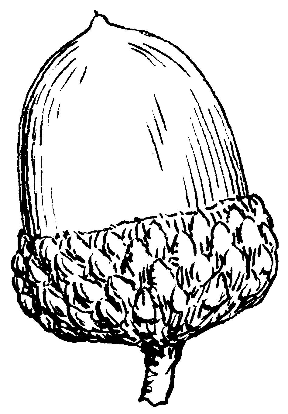948x1362 Acorn Luck Symbol