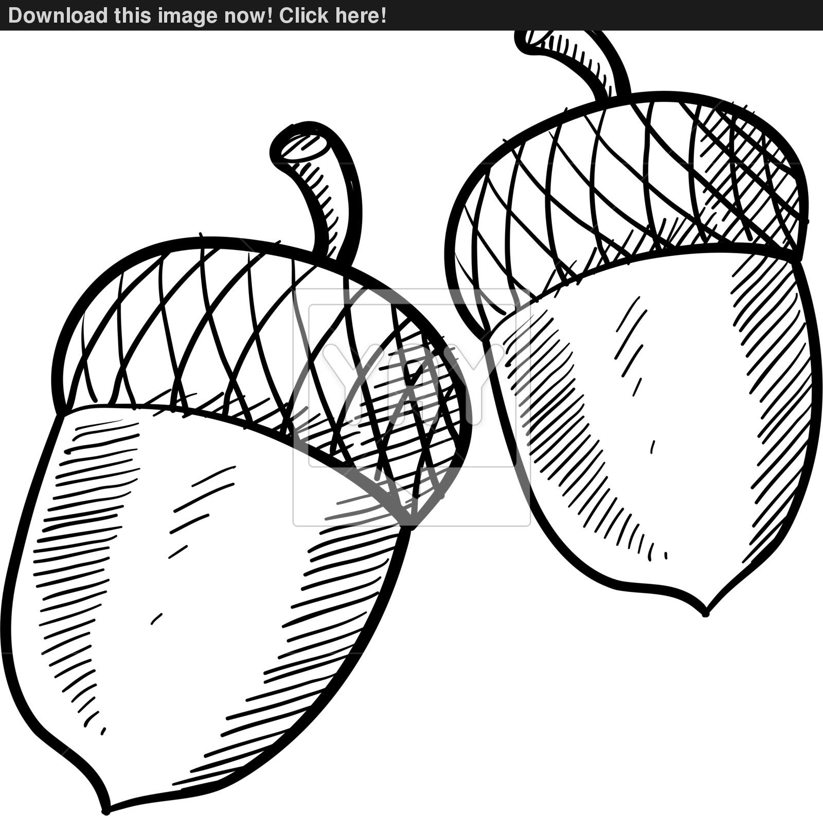 1600x1587 Acorn Vector Sketch Vector