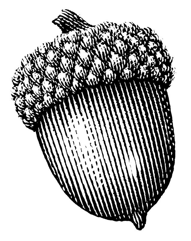 637x800 Acorn