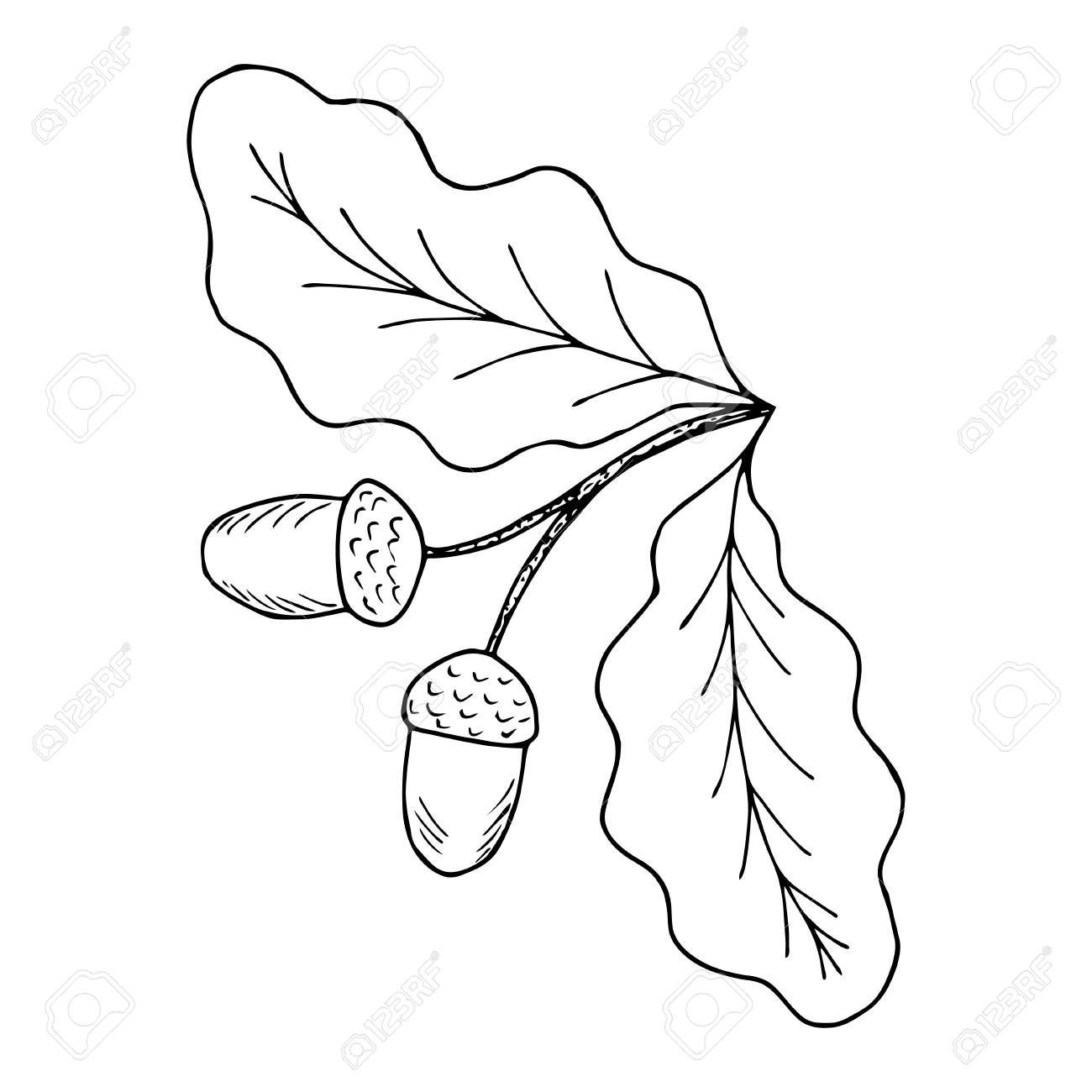 1300x1300 Oak Leaf And Acorn Branch. Autumn Elements. Hand Drawn Ink