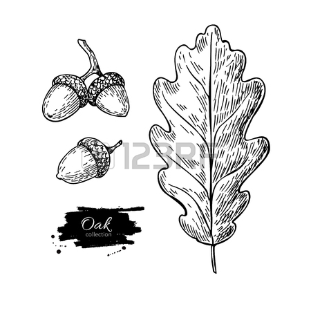 450x450 Vector Oak Leaf And Acorn Drawing Set. Autumn Elements. Hand