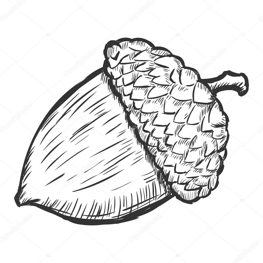 1024x1024 Vector Sketch Illustration