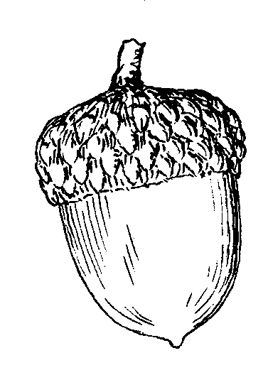 377x521 Acorn Drawing