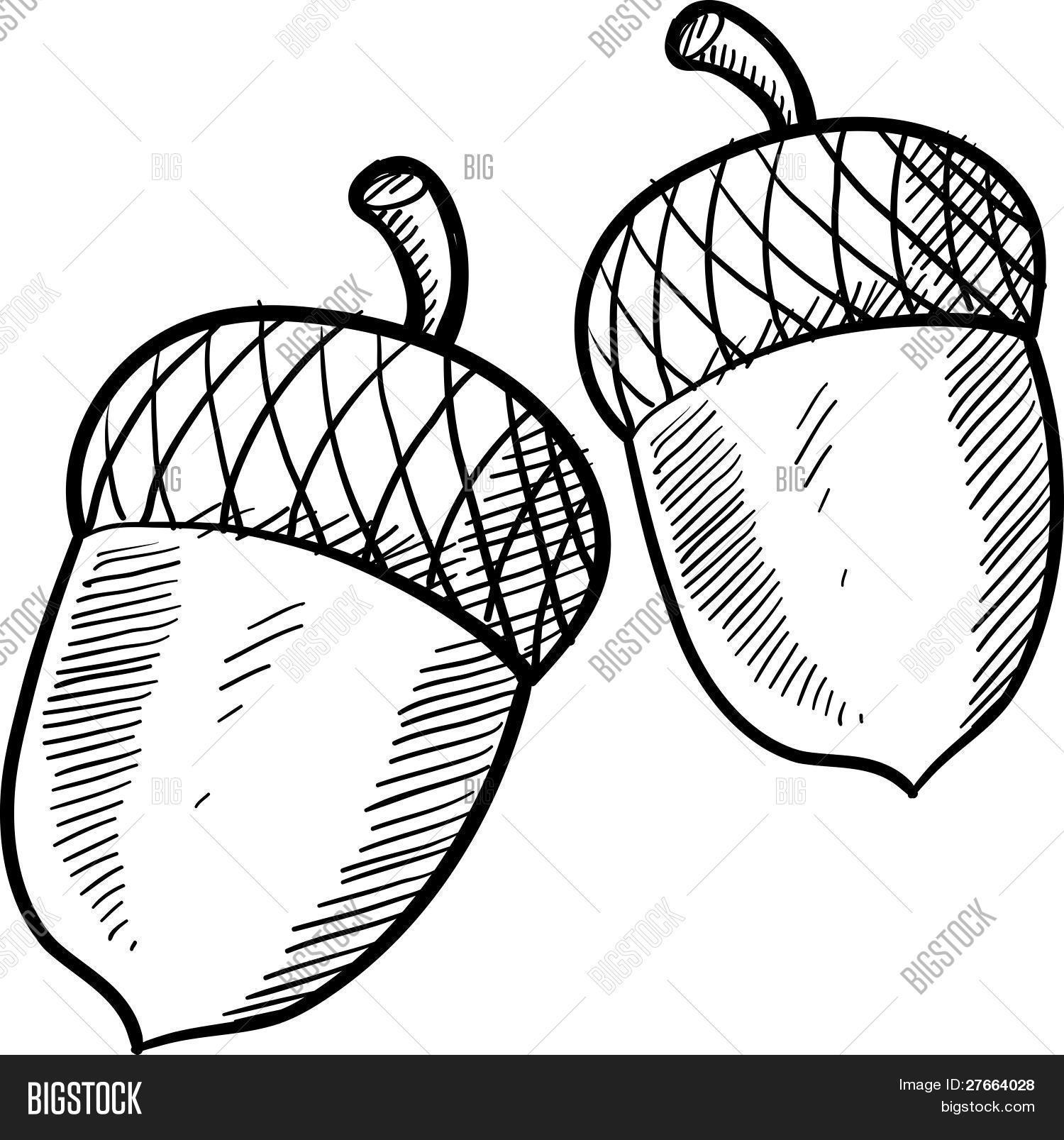 1500x1607 Acorn Drawing Vector Amp Photo Bigstock