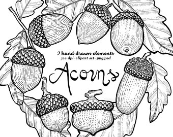 340x270 Acorn Illustration Etsy