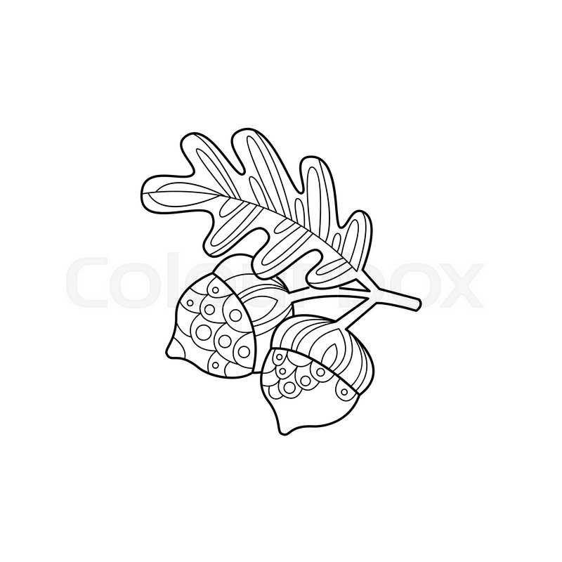 800x800 Acorns And Leaf Hand Drawn Vector Design Zentangle Print