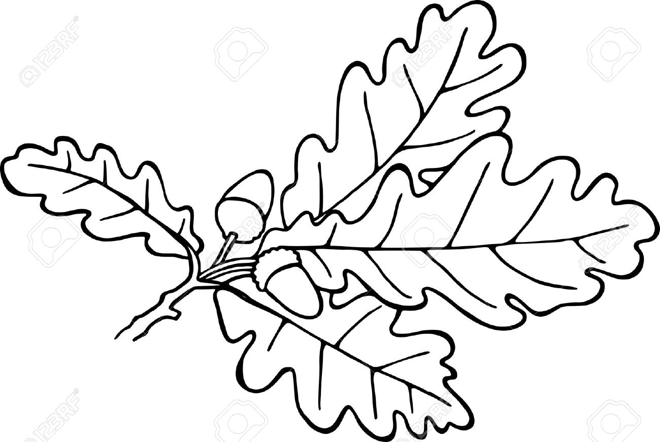 1300x871 Simple Black And White Line Drawing Of Acorns And Leaves. Stock