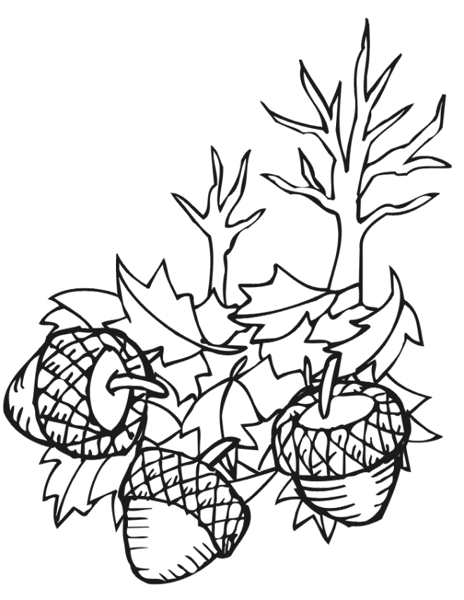 660x853 Acorn Coloring Pages For Kids 583374