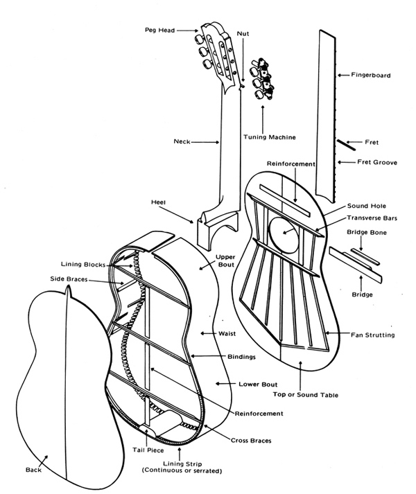 600x713 Guitar Anatomy