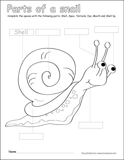 400x518 Label And Color The Parts Of A Snail