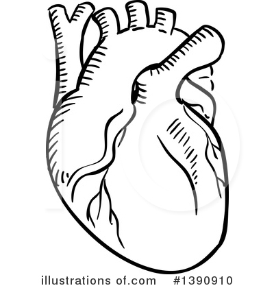 400x420 Human Heart Clipart