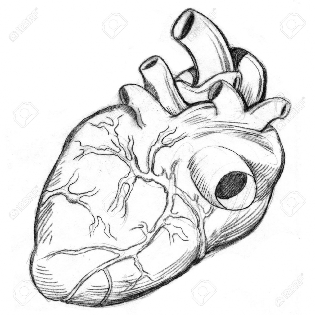 1024x1024 Drawing Of A Human Heart Human Heart Drawings In Pencil Drawing