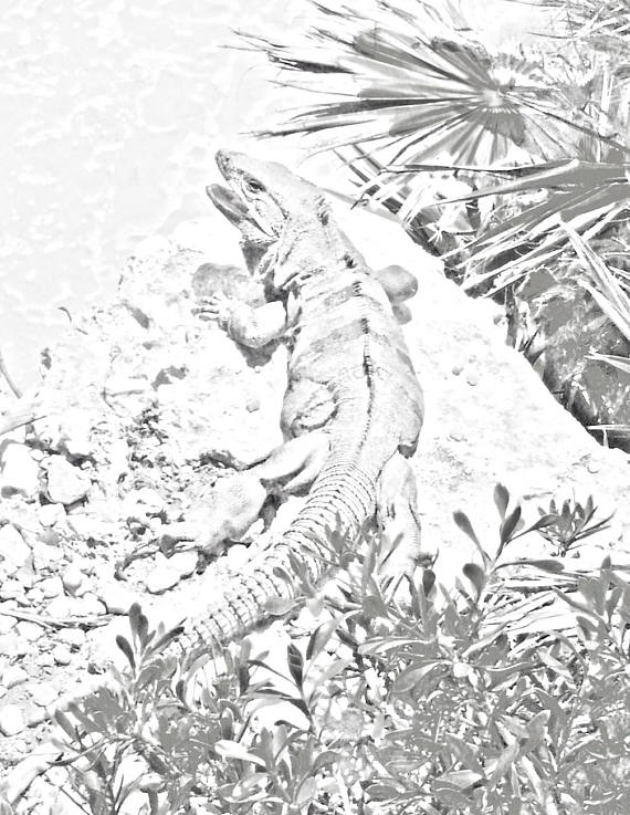 570x737 Iguana Sunning