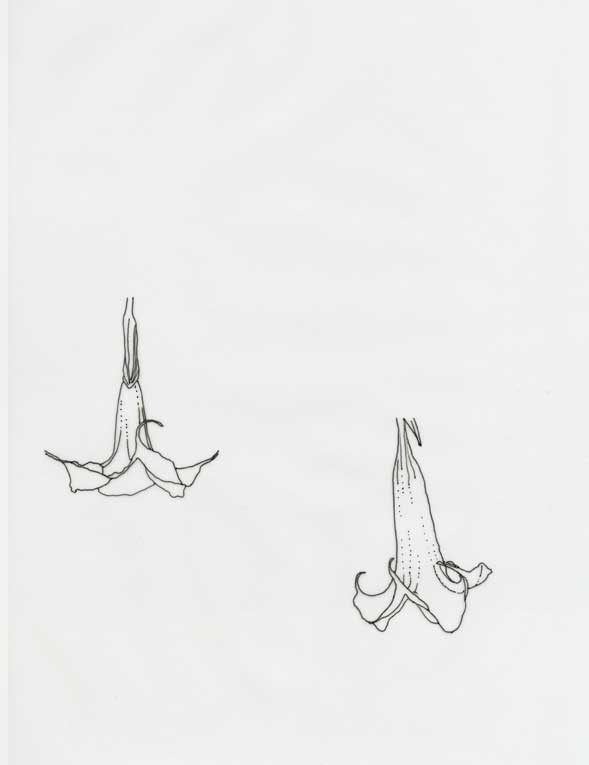 589x765 Drawing Achronolgicalmanor