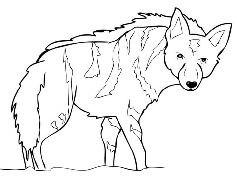 480x364 Aardwolf From Africa Coloring Page Free Printable Coloring Pages