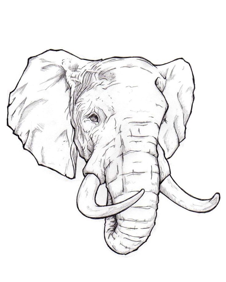 736x920 Coloring Pages Elephant Drawing Image Draw African 17 Coloring
