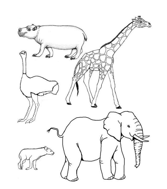 700x792 Image Result For African Animal Drawing Templates Nurturing