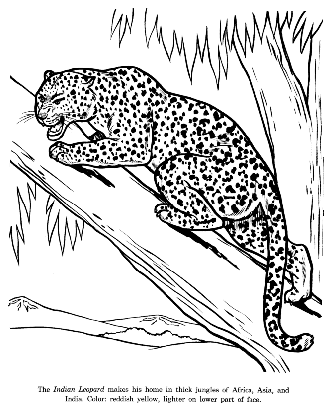 670x820 Animal Drawings Coloring Pages Indian Leopard Animal