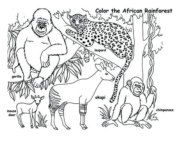 600x464 Coloring Pages African Animals Animals Coloring Page Animals