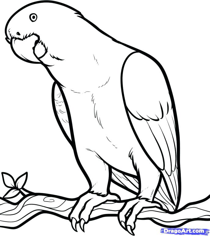 687x773 Coloring Pages African Animals Media