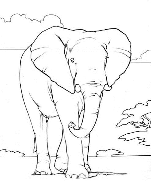 496x593 African Elephant Coloring Pages Free Coloring Pages For Kids