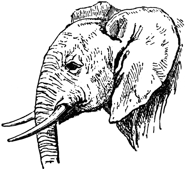 640x585 African Elephant Clipart Etc