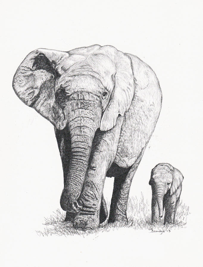 682x900 Elephant Pencil Drawing Drawings Fine Art America