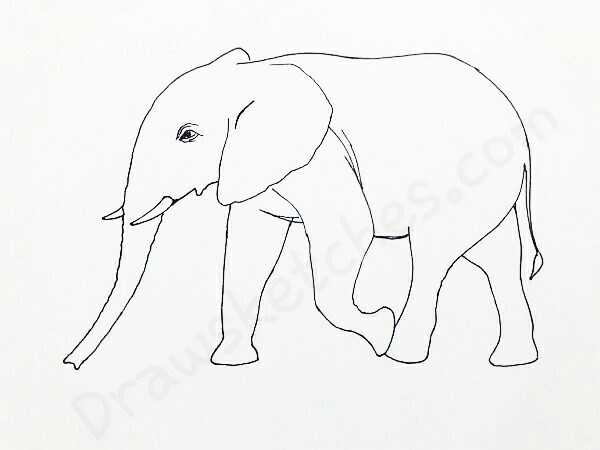 600x450 How To Draw An Elephant In 13 Easy And Detailed Steps With (Pictures)