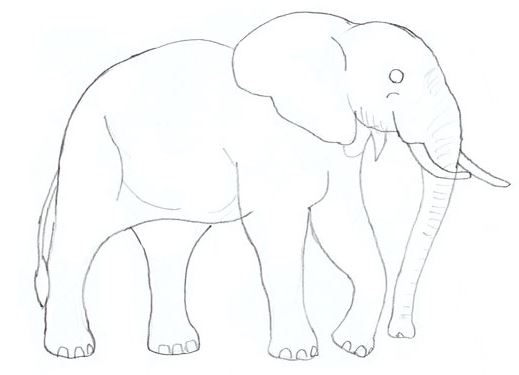 519x375 How To Draw An Elephant