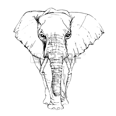 450x450 Sketch By Pen African Elephant Front View Royalty Free Cliparts