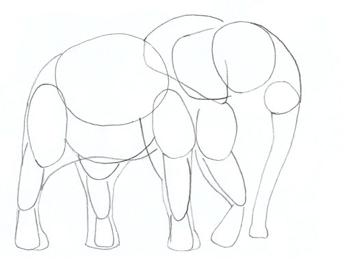 500x377 How To Draw Elephant Step 4. Draw Elephant 17. How To Draw