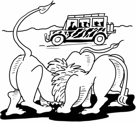 480x432 African Lion Safari Coloring Page Free Printable Coloring Pages