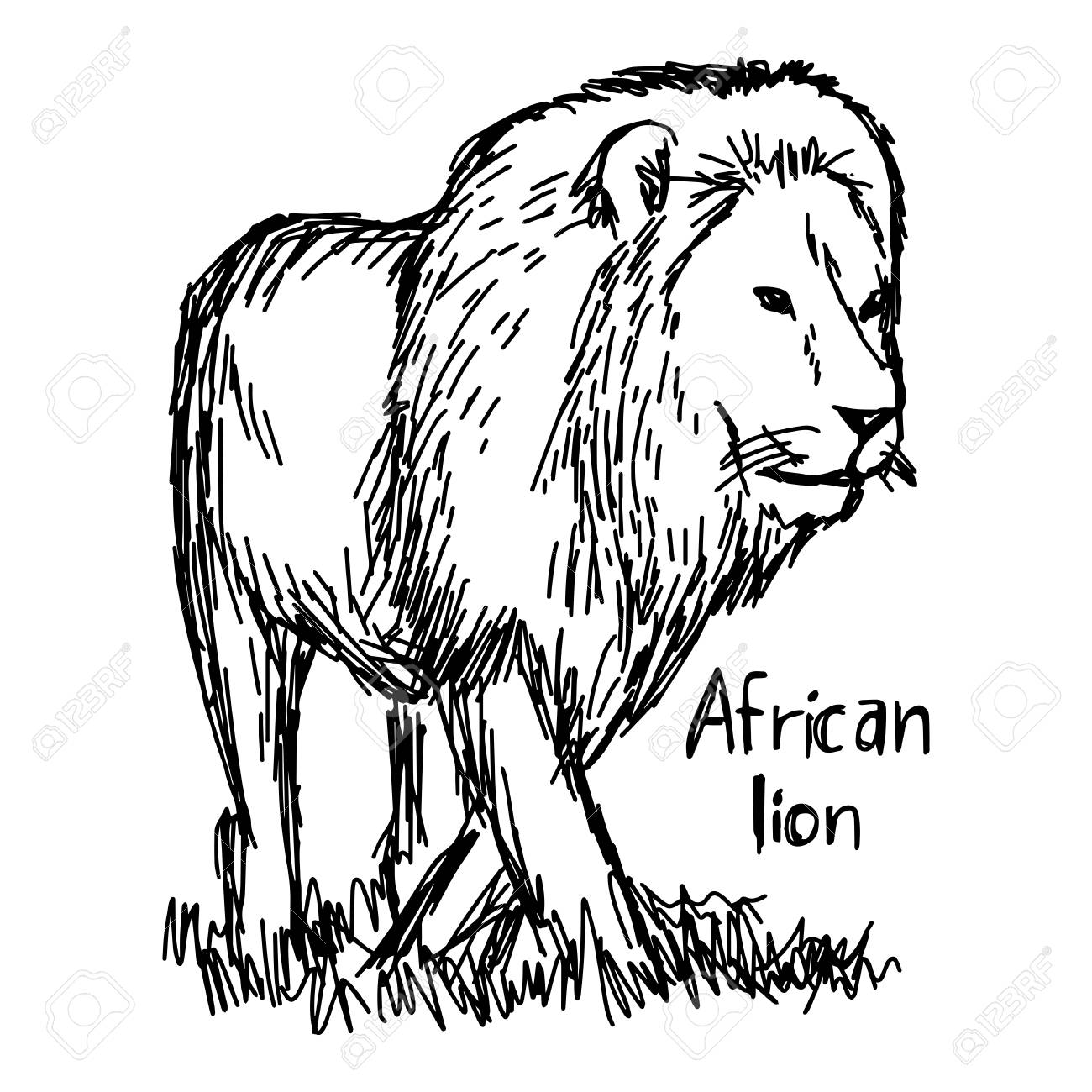 1300x1300 African Lion Walking