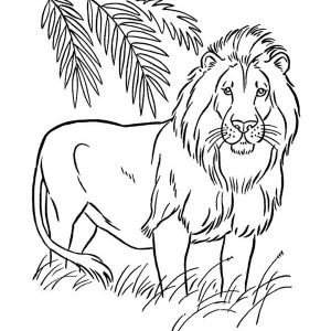 300x300 Coloring Pages Amazing Coloring Pages Draw A Lion Dazzling How