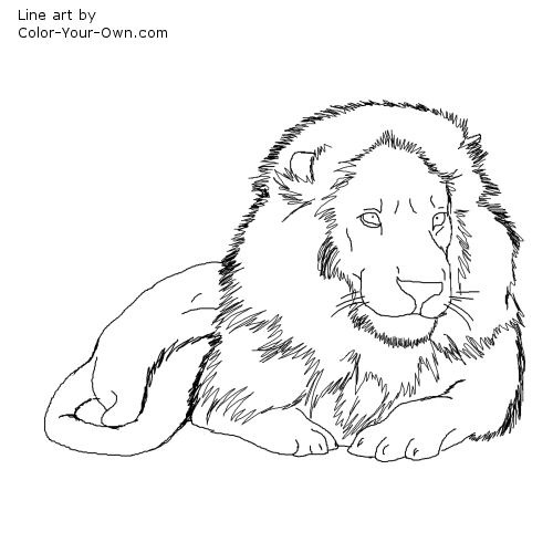 500x500 Male African Lion