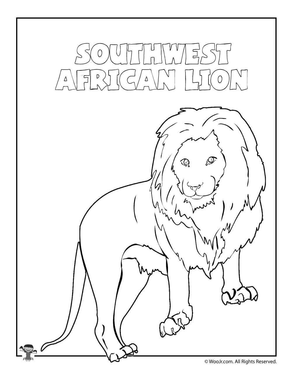1000x1294 Southwest African Lion