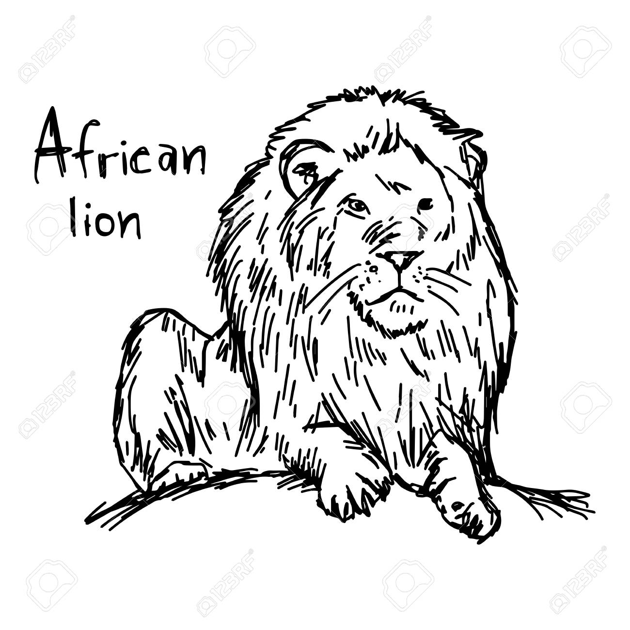 1300x1300 African Lion