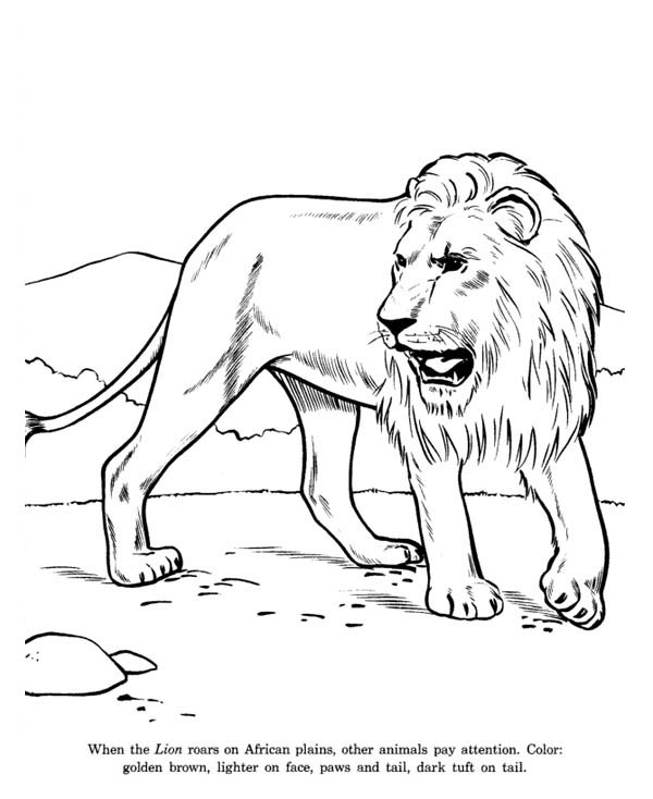 600x734 African Lion Coloring Page Color Luna