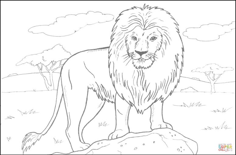 775x510 African Lion Coloring Page Coloring Page For Creativity