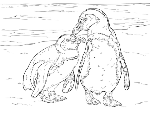 480x360 Two African Penguins Coloring Page Free Printable Coloring Pages