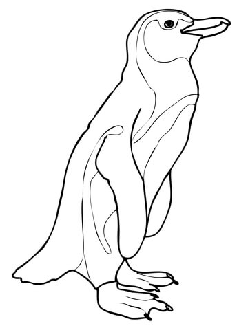 360x480 African Penguin Coloring Page Free Printable Coloring Pages