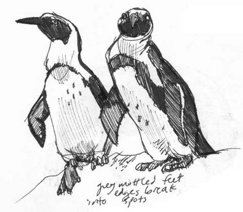 482x422 Art By Jeane Nevarez Penguins