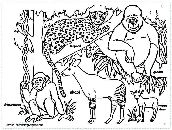 728x553 Safari Coloring Page Cartoon Jungle Animals Coloring Pages Baby